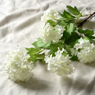 Viburnum Spray White