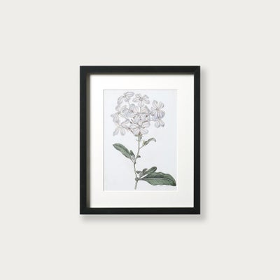 Antique Botanical III Small Wall Art (26x32cm)