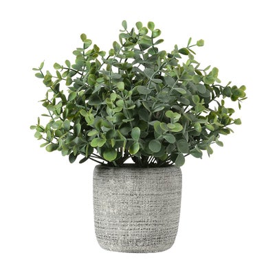 Small Potted Eucalyptus