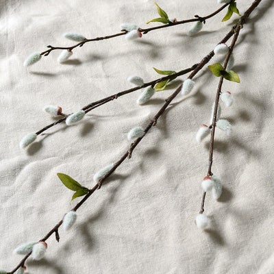 Pussy Willow Stem