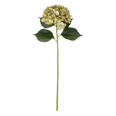 Antique Green Giant Hydrangea Stem