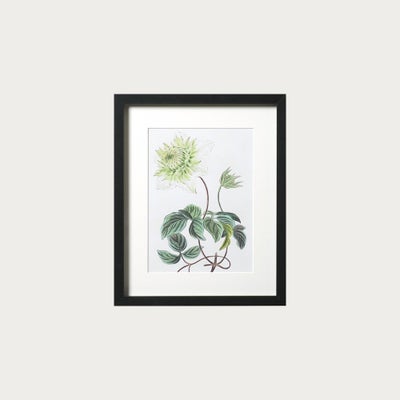 Antique Botanical V Small Wall Art (26x32cm)