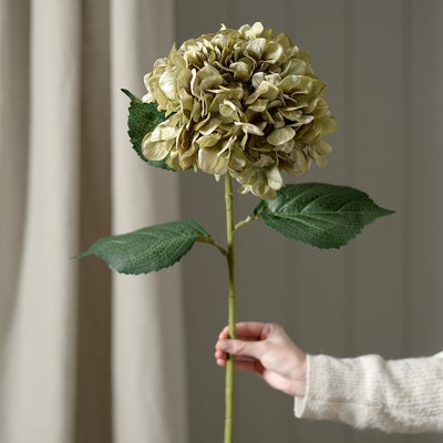Antique Green Giant Hydrangea Stem