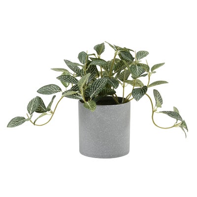 Potted Fittonia Plant