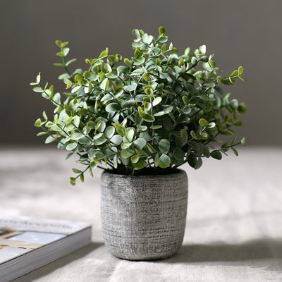 Small Potted Eucalyptus