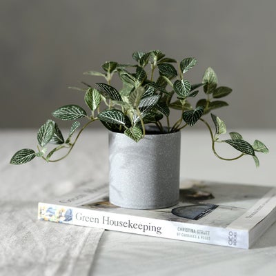 Potted Fittonia Plant