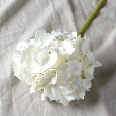 Hydrangea Short Stem White
