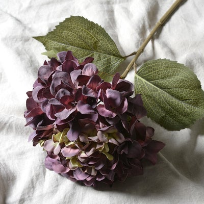 Antique Purple Giant Hydrangea