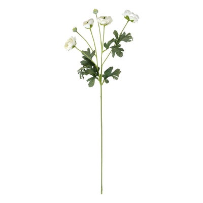 Ranunculus Spray White