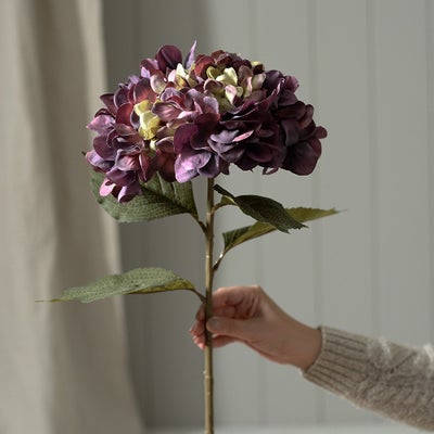 Antique Purple Giant Hydrangea