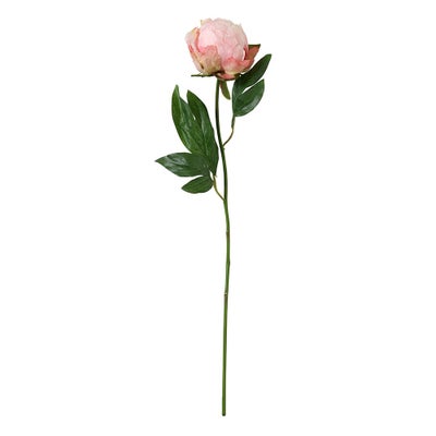 Hybrid Peony Bud Pink