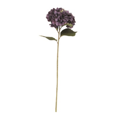 Antique Purple Giant Hydrangea
