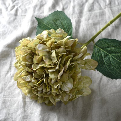 Antique Green Giant Hydrangea Stem