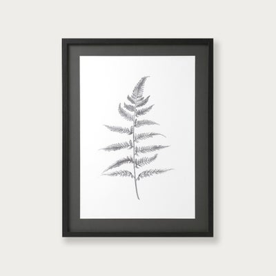 Lynsey Dorman Botanical Study IV Large Wall Art (63.5x83.5cm)