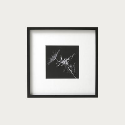 M. Gilmour Goats Beard Wall Art (42x42cm)
