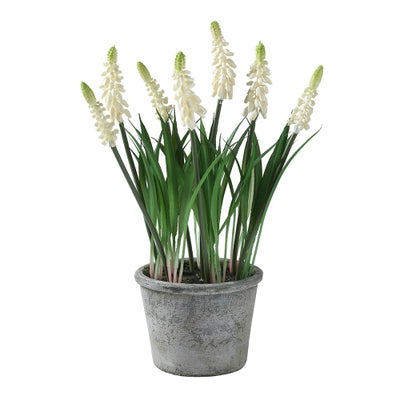 Grape Hyacinth In Pot White