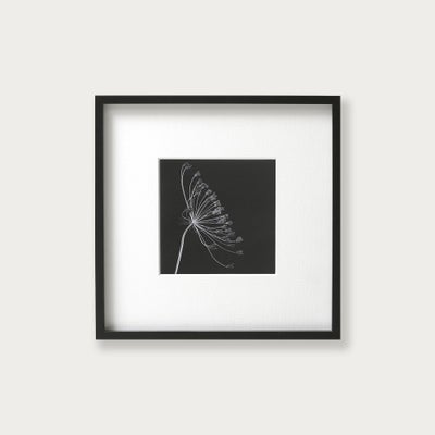 M. Gilmour Queens Annes Lace Wall Art (42x42cm)