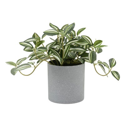 Potted Zebrina Plant